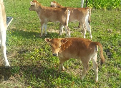 A2/A2 Miniature Jersey calves