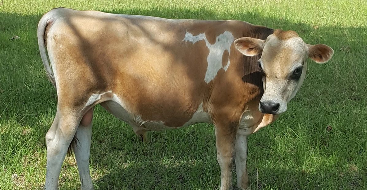 Mini Jersey Bull
