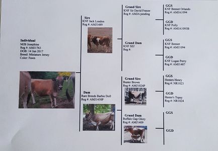 Mini Jersey cow pedigree