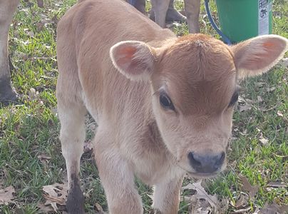 Mini Jersey Bull calf