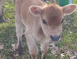A2/A2 Miniature Jersey Bull calf light fawn colored and big eyed