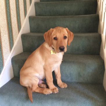 Young Labrador puppy sitting on carpeted stairs.
