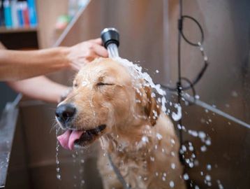 Golden retriever enjoying a bath with water splashing.