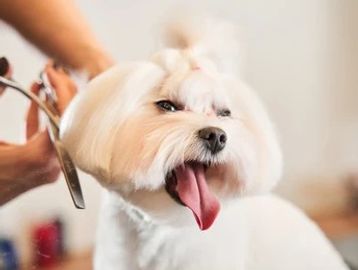 A happy dog getting a haircut.