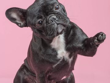 Cute black French Bulldog against a pink background.