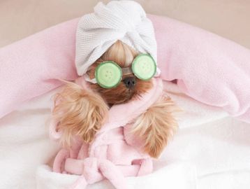 Dog spa day with cucumbers and a towel turban.