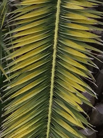 Why Palm Trees Are Yellow and How To Fix It. Is It Deficiency, Soil, or Fertilizer Problems ?