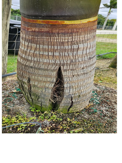 Palm trunk splitting caused by heavy fertilizing only a few times a year