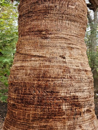 Trunk constriction and irregular growth caused by starving then randomly feeding a few times a year