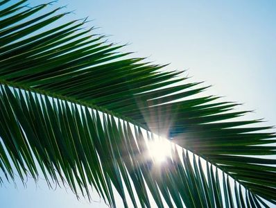 Perfect Palm fertilizer will increase tolerance to heat and drought