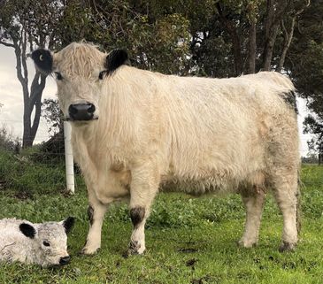 White cow and calf standing and lying on green grass near trees.
