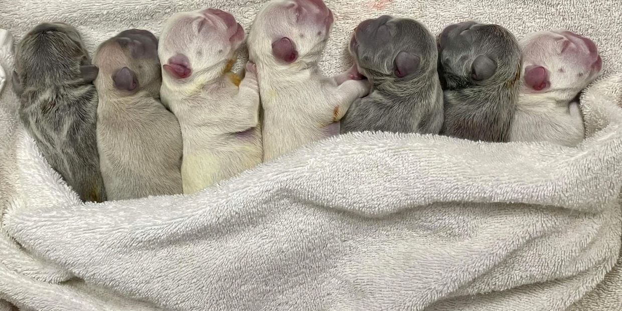 7 gorgeous lilac variations from our Violet x Milk Man litter. 10/27/21