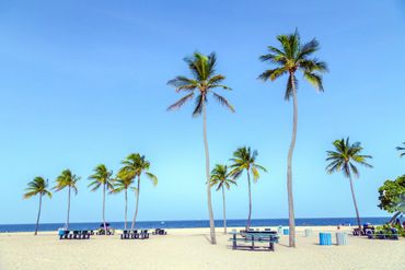 Palm trees line a sunny Miami beach with clear blue skies and ocean waves.