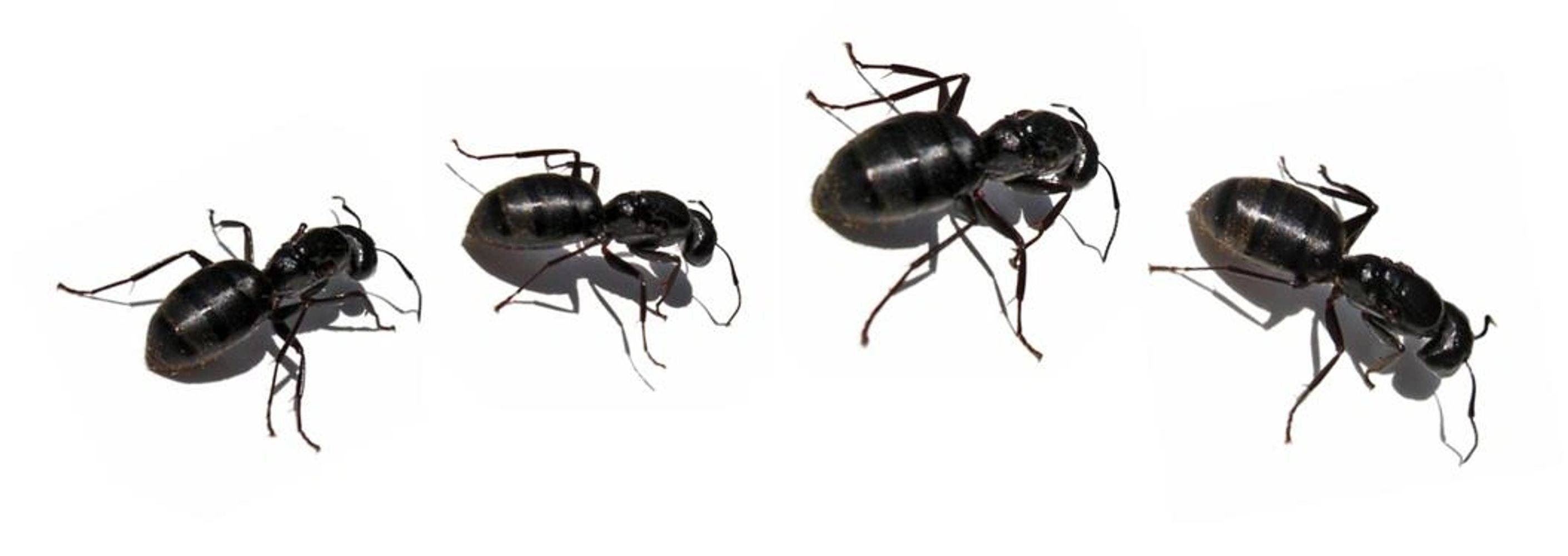 Carpenter Ants.