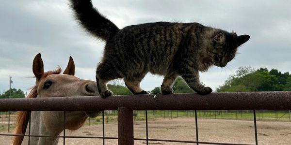 A horse curiously watches a cat walking on a fence under a cloudy sky.