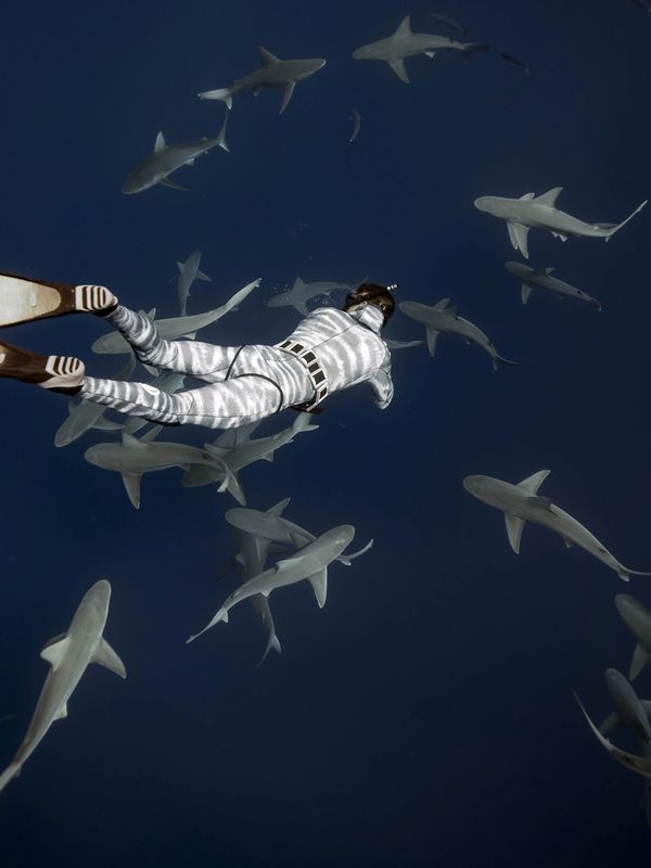 Juan Sharks photographing sharks on a shark dive with One Ocean Diving