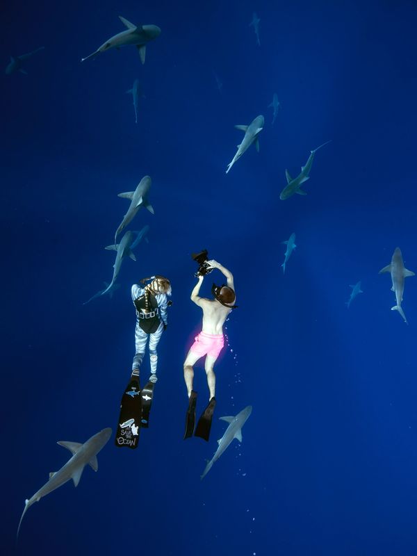 Ocean Ramsey guides a customer safely  and respectfully with sharks