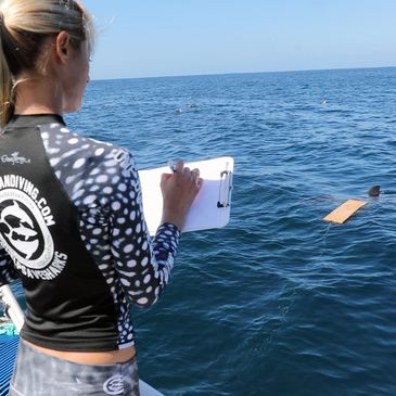 Ocean Ramsey collecting data for shark research