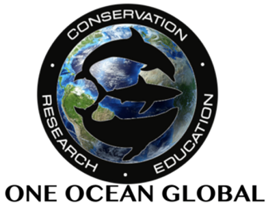 global shark conservation and shark dives