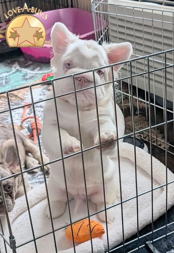 White French Bulldog puppy standing inside a playpen with a toy.