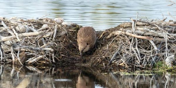 A beaver peeks over a lodge in the water.