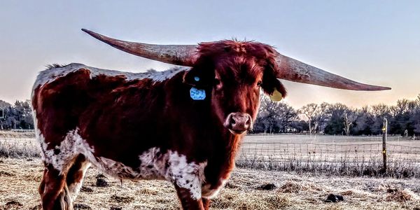 Fluffy the Longhorn steer
