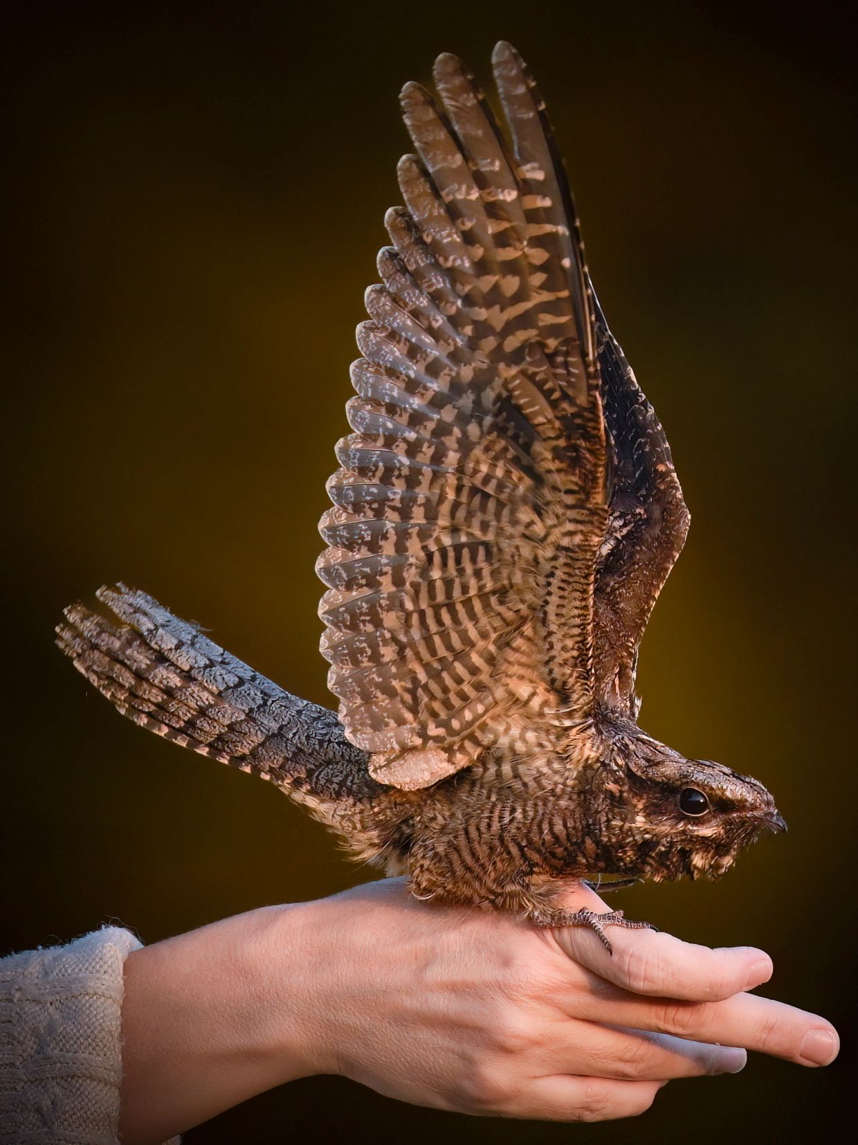 nightjar, carly ahlen. gabo wildlife