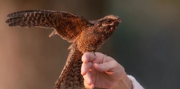 Wildlife Photography by Donna Joyce https://www.donnajoycephotography.com