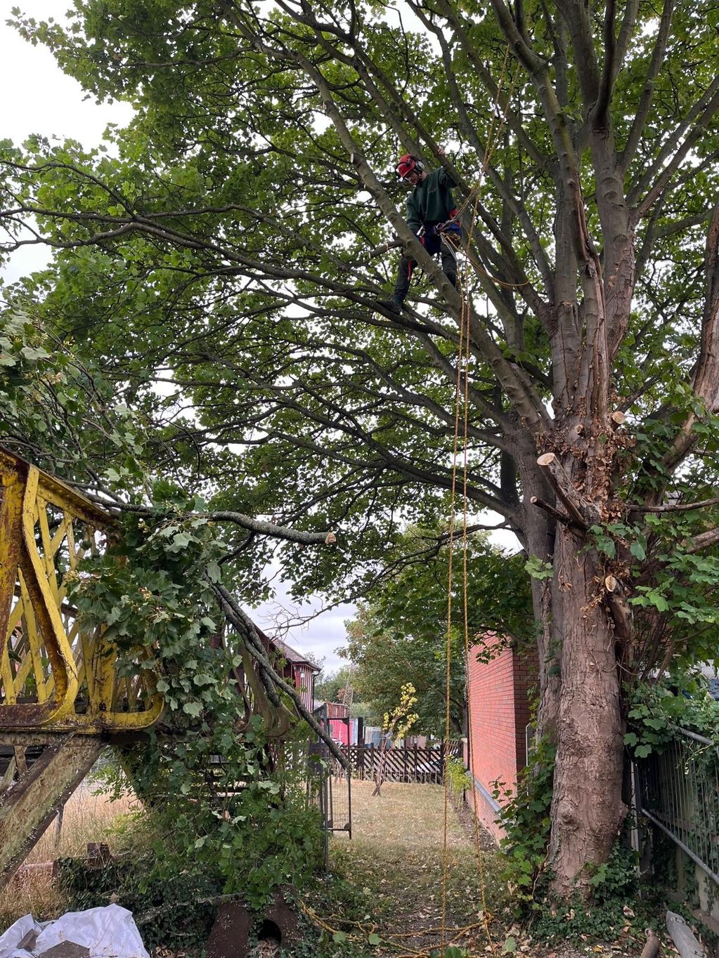 Person wearing safety gear climbs a tree with ropes in a backyard.