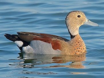 A duck swimming peacefully in water.