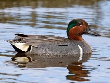 A colorful duck swimming in water.