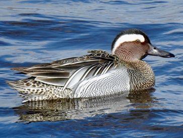 A detailed duck floating on water.