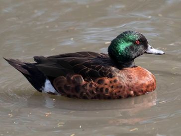 A duck with iridescent green head swimming in water.