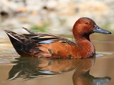 A duck swimming in water.