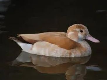 A duck swimming on dark water.