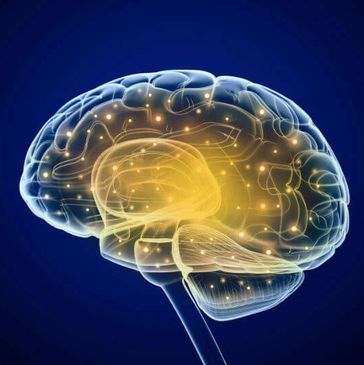 brain