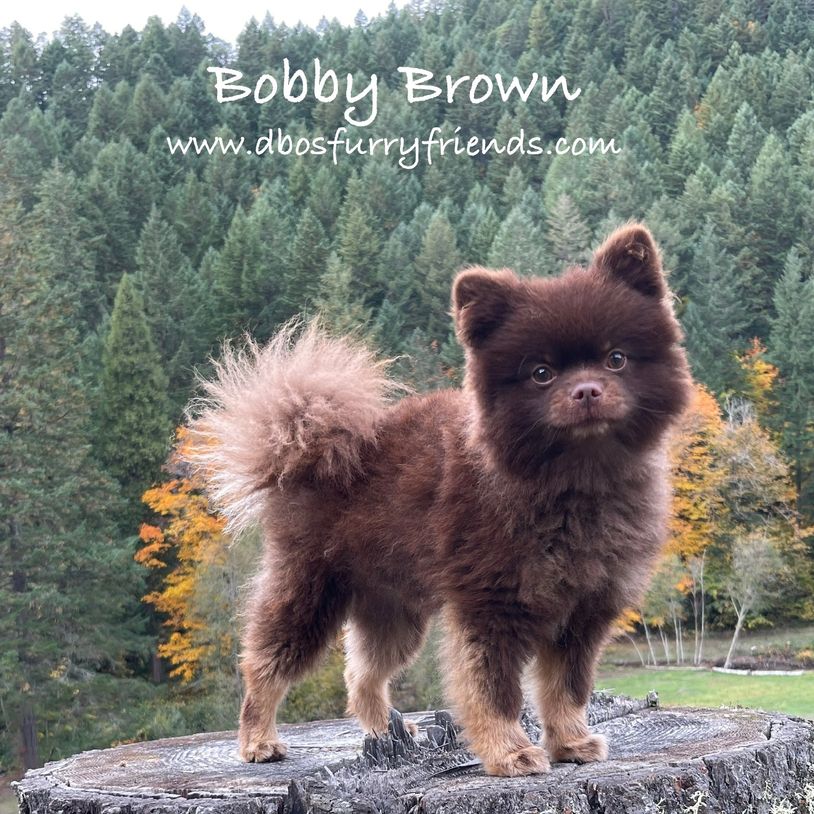Fluffy brown Pomeranian standing on a tree stump in a forest.