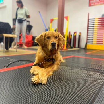 Golden retriever dog lying on a mat with crossed paws indoors.