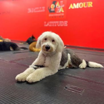 A fluffy dog lying on a black mat in a vibrant red room.