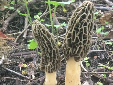 Fresh wild Morel Mushrooms