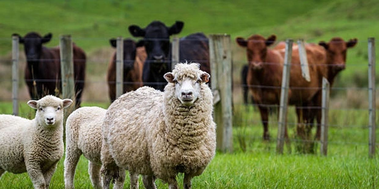 Sheep and cows separated by a wire fence in a green field.