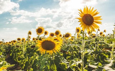 Natural light sunflower field