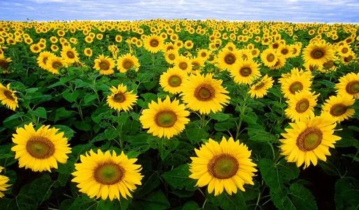 Sunflower field daytime