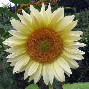 White sunflower single