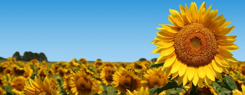 Sunflower banner image