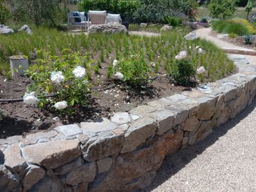 Curved Moon Valley stone retaining wall in a garden setting with white roses and crushed gravel path