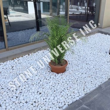 Green plant in a pot on white decorative stones outside a building.