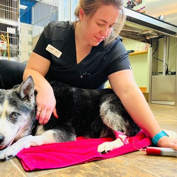 woman vet office sitting dog that's receiving ozone therapy treatment grey and black dog pink towel