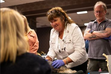 Woman with white shirt and blue latex gloves touching animal sitting on table at training workshop