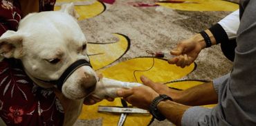 white dog at ozone therapy hands-on training workshop receiving care